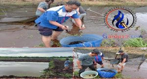 Mantap…Langsung Terapkan Lapangan Ujicoba Budidaya Lele Air Kanal Memuaskan, Sekum DPP APPI: Kita Rencanakan 45 Ribu Ekor Lagi