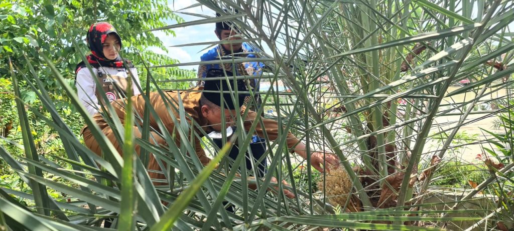 Bersama Ketum SANTANU, Walikota Dumai Panen H.Paisal, SKM, MARS Panen Bunga Jantan Pohon Kurma Ajwa di RA Kopi Aren