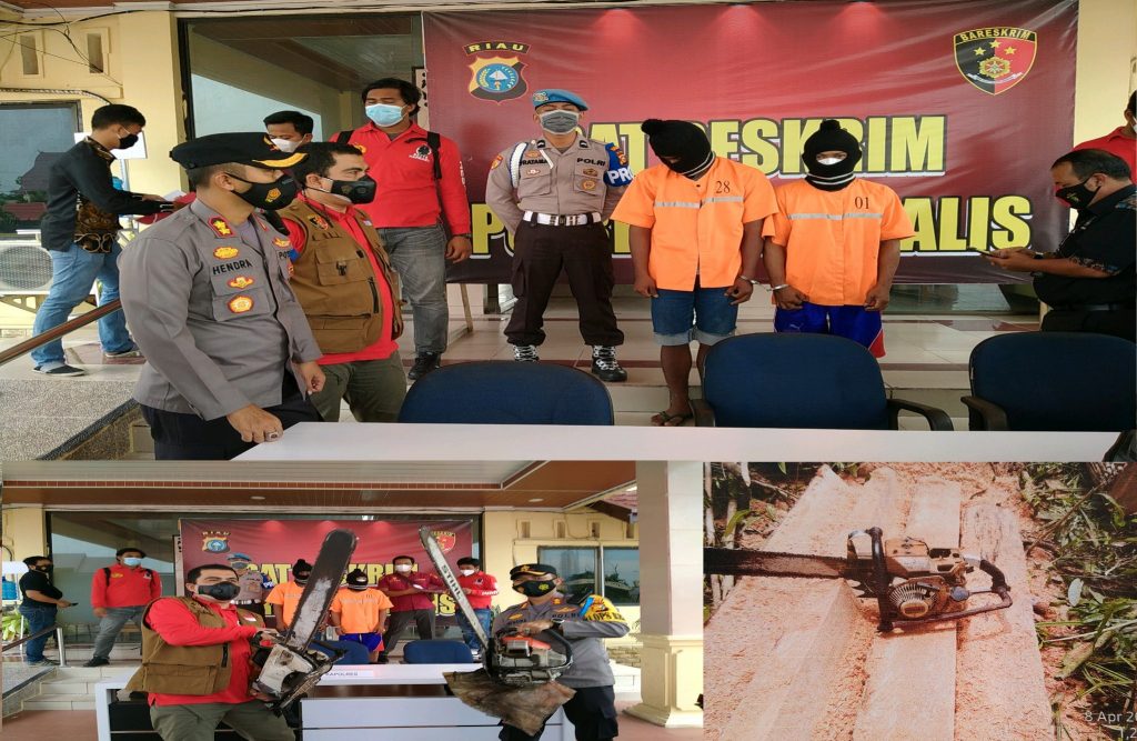Satreskrim Polres Bengkalis Ungkap Dugaan Tindak Pidana Pembalakan Liiar, Ini Kronologisnya