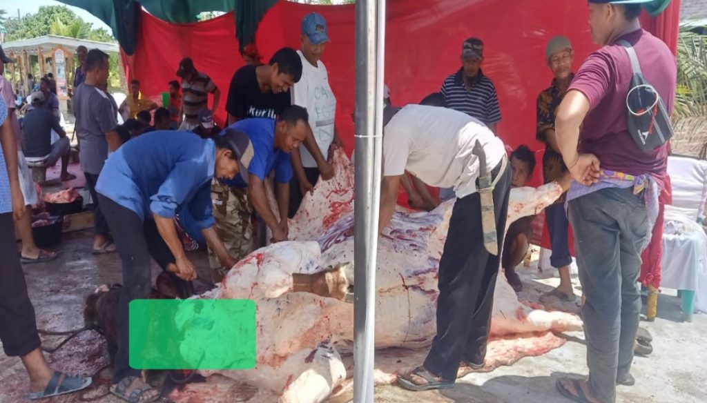 Ketum DPP Santri Tani NU T. Rusli Ahmad Pimpin Acara Qurban Santri Tani NU di Agro Wisata RA Kopi Aren Palas