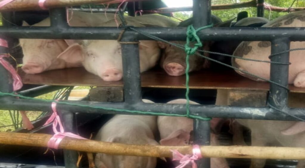 Permentan No 15 Tahun 2021 di Duga diabaikan Dalam Pengiriman Ternak Babi Hidup Dari Batam Tujuan Gunung Sitoli Sumut