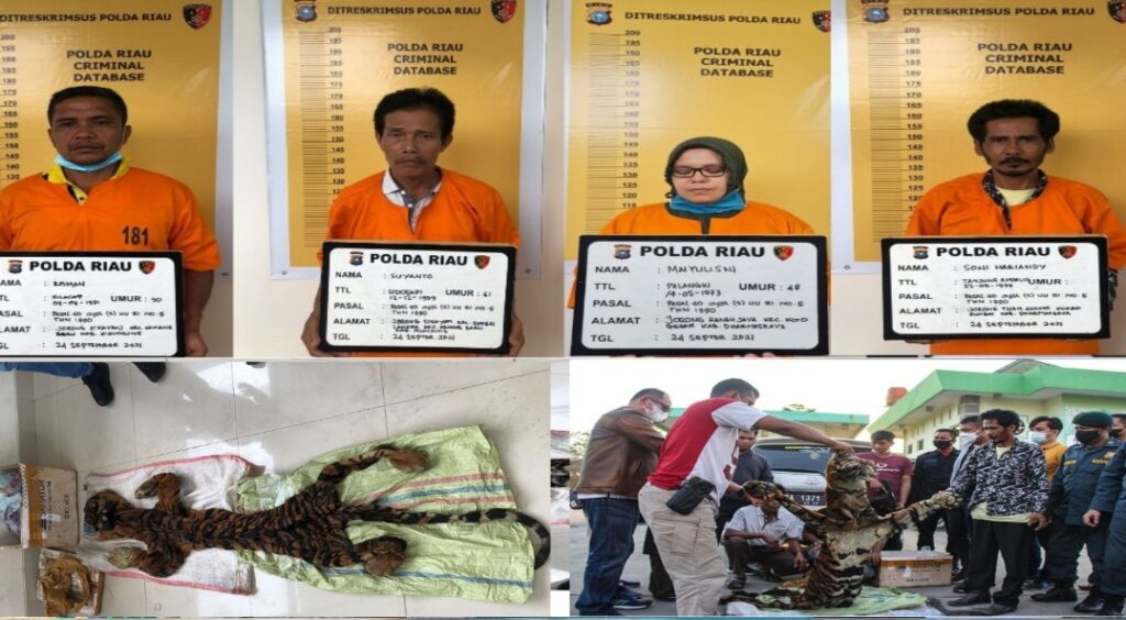 Tim Gabungan Subdit IV Krimsus Bersama Petugas BKSDA Tangkap 4 Pelaku Perdangan Satwa Dilindungi