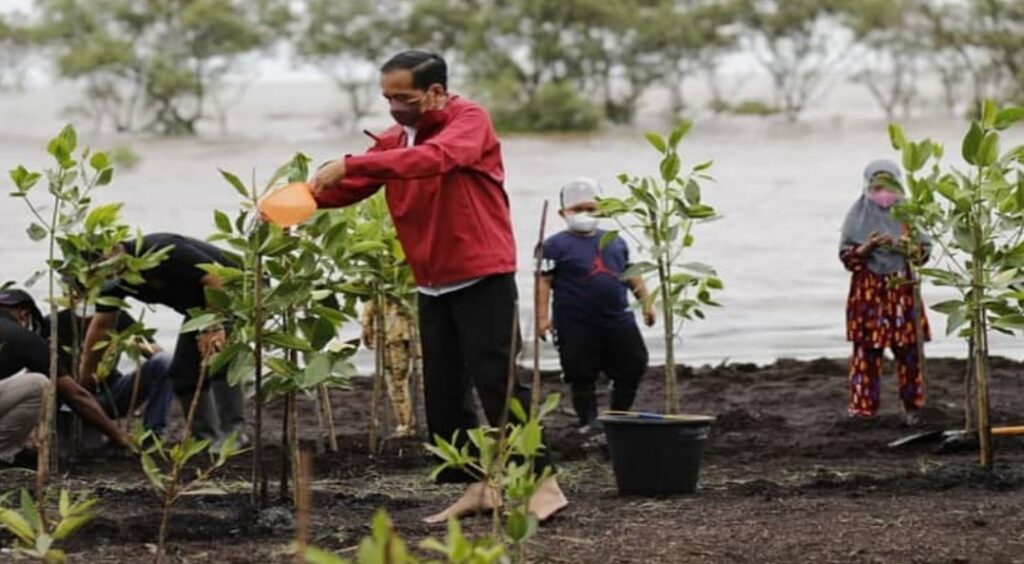 Sangat Luar Biasa Bapak Presiden Kita, Tanpa Alas Kaki Tanam Mangrove di Pantai Raja Kecik