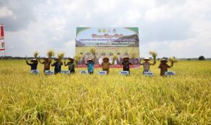 Bupati Alfedri Panen Raya Padi, Petani Gembira Harga Gabah Tinggi