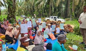 Merasa Kecewa Dengan Koperasi, Warga Senama Nenek Panen Sendiri Sawit Miliknya