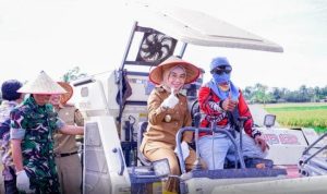 Wujud Komitmen Percepatan Swasembada Pangan Nasional, Plt Bupati Way Kanan Hadiri Panen Raya Padi Serentak