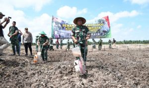 Perkuat Ketahanan Pangan RI, Pemkab Banyuasin dan Kodam II/ Sriwijaya Tanam Padi Gogo