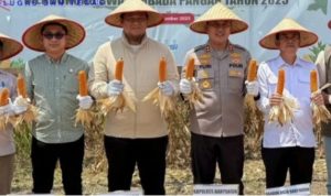 Sekda Banyuasin Panen Jagung Serentak Kuartal III Bersama Kapolres Banyuasin