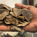 Perdagangan Sisik Tenggiling 30 Kg Digagalkan di Rokan Hilir, Dua Pelaku Kabur