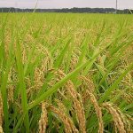 Produksi Padi Riau 2025 Naik, BPS Catat Luas Panen Bertambah 6,56 Persen