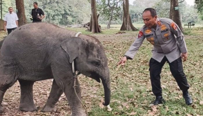 Patroli Hutan dan Konservasi Gajah di TWA Buluh Cina, Perkuat Sinergi Penegakan Hukum Lingkungan