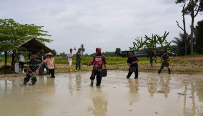 Sinergi Dukung Ketahanan Pangan Nasional, Benih Padi Gamagora 7 Mulai Ditanam di Martapura