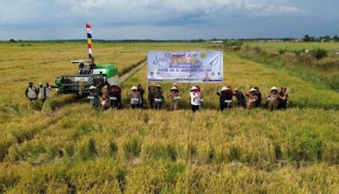 Bupati Banyuasin Panen Padi Perdana, Desa Pulau Parang Miliki Banyak Potensi Selain Padi