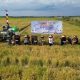 Bupati Banyuasin Panen Padi Perdana, Desa Pulau Parang Miliki Banyak Potensi Selain Padi