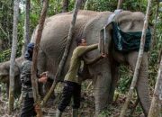 Mitigasi Konflik, GPS Collar Dipasang pada Gajah Liar di TNTN