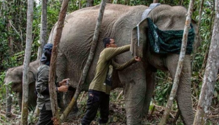 Mitigasi Konflik, GPS Collar Dipasang pada Gajah Liar di TNTN