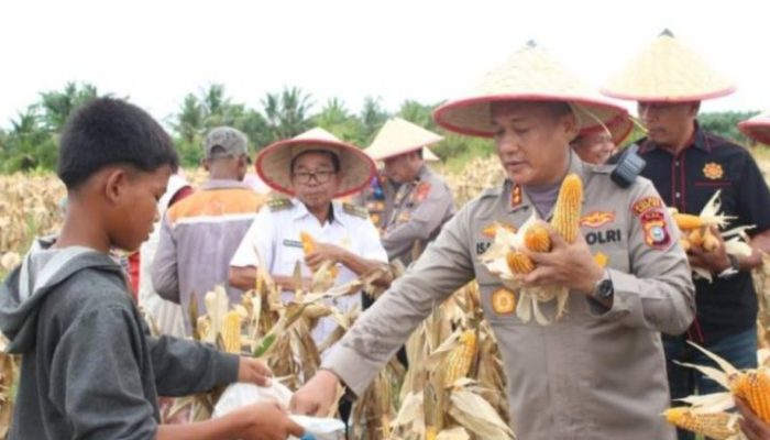Panen Raya Jagung di Pekaitan Dorong Ketahanan Pangan dan Ekonomi Desa