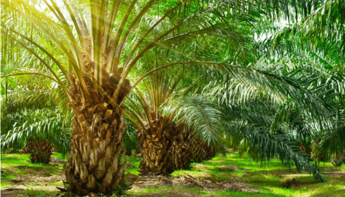 Hari Sawit Nasional 2025: Mengenang Sejarah dan Kontribusi Kelapa Sawit untuk Indonesia