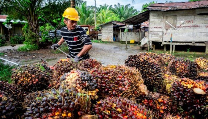 Harga TBS Mitra Swadaya Riau Naik, Umur 9 Tahun Catat Kenaikan Tertinggi