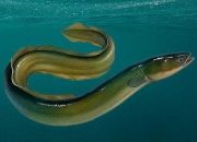 Bukan Salmon! Riset BRIN: Ikan Sidat Punya Omega-3 Tertinggi – Tapi Populasinya Terancam