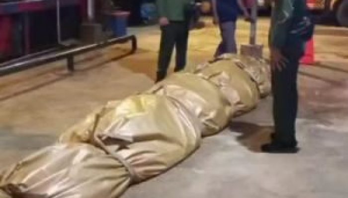 Buaya 5,7 Meter dari Reteh Tewas, Ditemukan 20 Kantong Plastik hingga Pecahan TV di Perutnya