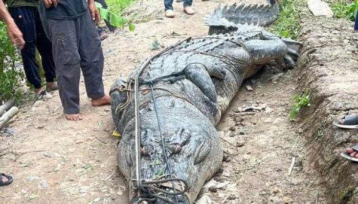 Tragis, Buaya 585 Kg Tewas Akibat Sampah: Ada Mata Tombak hingga Pisau di Perut