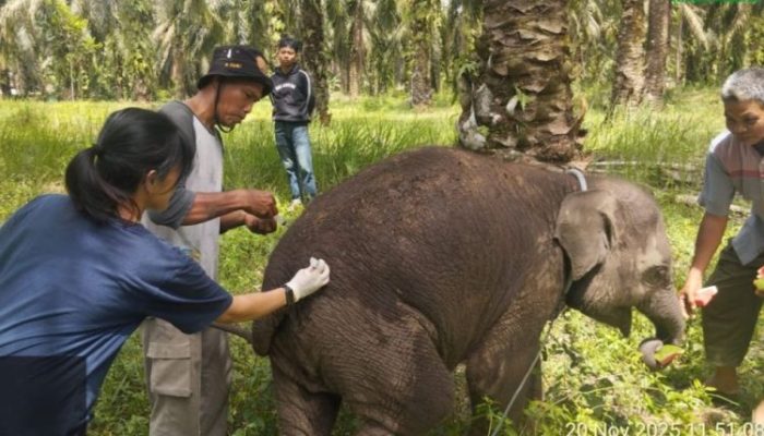 Kronologi Detik-Detik Kematian Laila, Gajah Muda PKG Sebanga