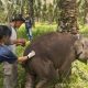 Kronologi Detik-Detik Kematian Laila, Gajah Muda PKG Sebanga