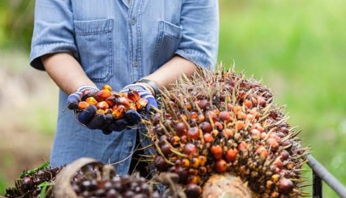 Disbun Riau Rilis Harga Baru, Petani Sawit Bernapas Lega
