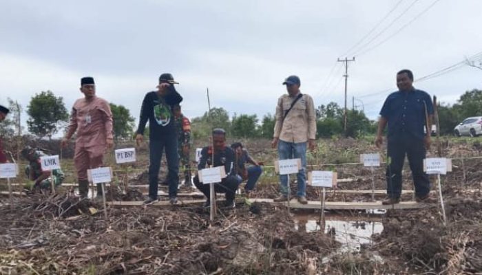 AWAM Dukung Penuh Program Manggrove Yang Digagas Oleh Forum Pemuda Desa Batang Duku
