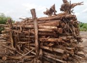 Hutan Produksi Pebadaran Terjarah: Media dan LSM Ungkap Modus Penebangan Liar