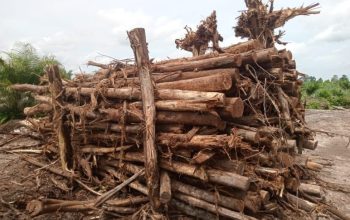 Hutan Produksi Pebadaran Terjarah: Media dan LSM Ungkap Modus Penebangan Liar