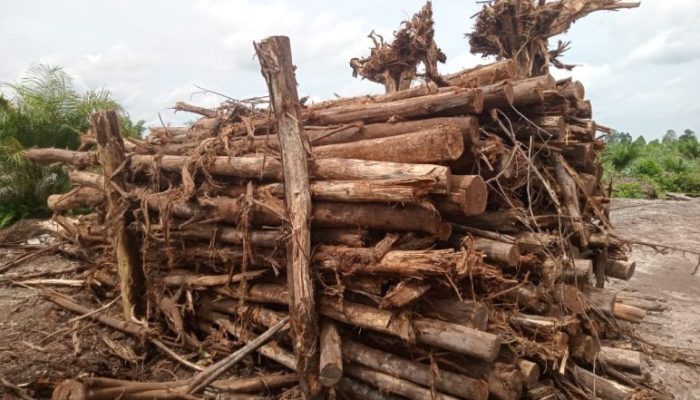 Hutan Produksi Pebadaran Terjarah: Media dan LSM Ungkap Modus Penebangan Liar