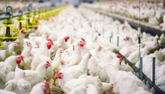 Dua Lokasi di Riau Masuk Tahap Pembangunan Industri Ayam Terintegrasi