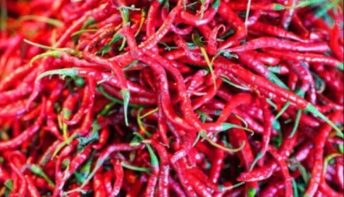 Harga Naik, 2 Ton Cabai Merah Segera Banjiri Pasar di Riau