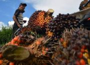 Harga TBS Sawit Riau Naik, Umur 9 Tahun Tembus Rp3.456/Kg