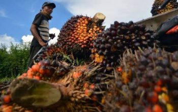 Harga TBS Sawit Riau Naik, Umur 9 Tahun Tembus Rp3.456/Kg