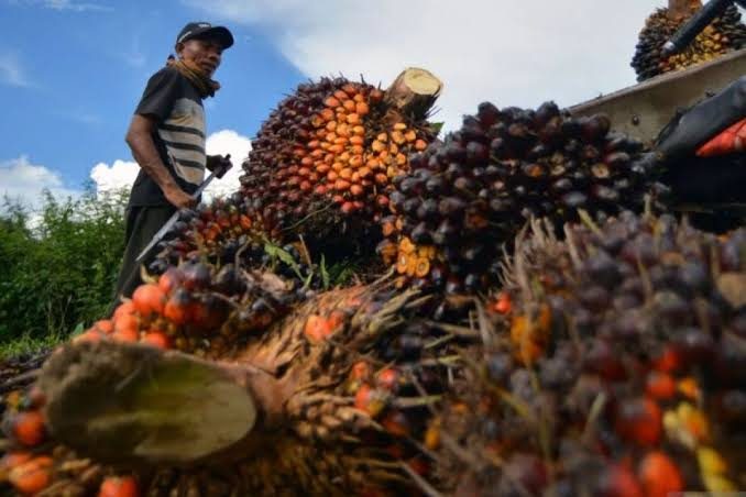 Harga TBS Sawit Riau Naik, Umur 9 Tahun Tembus Rp3.456/Kg