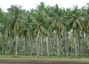 Kebun Kelapa Banyak Rusak, Riau Terima Bantuan 600 Ribu Bibit dari Kementan