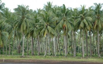 Kebun Kelapa Banyak Rusak, Riau Terima Bantuan 600 Ribu Bibit dari Kementan