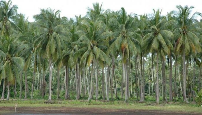 Kebun Kelapa Banyak Rusak, Riau Terima Bantuan 600 Ribu Bibit dari Kementan