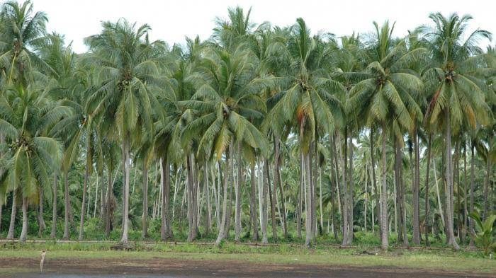 Kebun Kelapa Banyak Rusak, Riau Terima Bantuan 600 Ribu Bibit dari Kementan