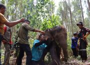 Ditemukan Terlantar dan Terluka, Anak Gajah di Riau Akhirnya Pulih dan Bergabung Lagi dengan Rombongan