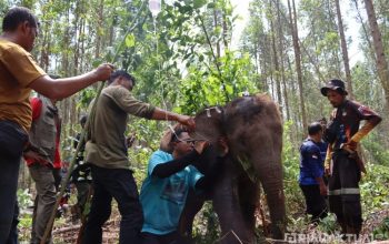 Ditemukan Terlantar dan Terluka, Anak Gajah di Riau Akhirnya Pulih dan Bergabung Lagi dengan Rombongan