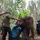 Ditemukan Terlantar dan Terluka, Anak Gajah di Riau Akhirnya Pulih dan Bergabung Lagi dengan Rombongan