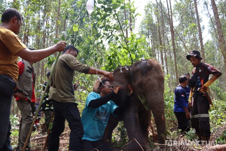Ditemukan Terlantar dan Terluka, Anak Gajah di Riau Akhirnya Pulih dan Bergabung Lagi dengan Rombongan