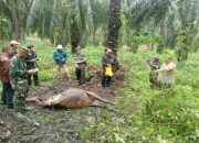 Serangan Harimau Diduga Tewaskan Sapi di Siak, Tim Gabungan Pasang Kamera Trap