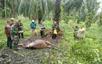 Serangan Harimau Diduga Tewaskan Sapi di Siak, Tim Gabungan Pasang Kamera Trap