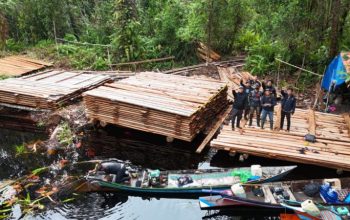 300 Meter Kubik Kayu Ilegal Dibongkar di Inhu, Setara 120 Pohon Hutan Produksi Raib