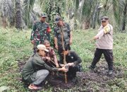 Jejak Harimau Sumatera Terendus di Siak, BBKSDA Riau Pasang Kamera Jebak dan Tingkatkan Patroli